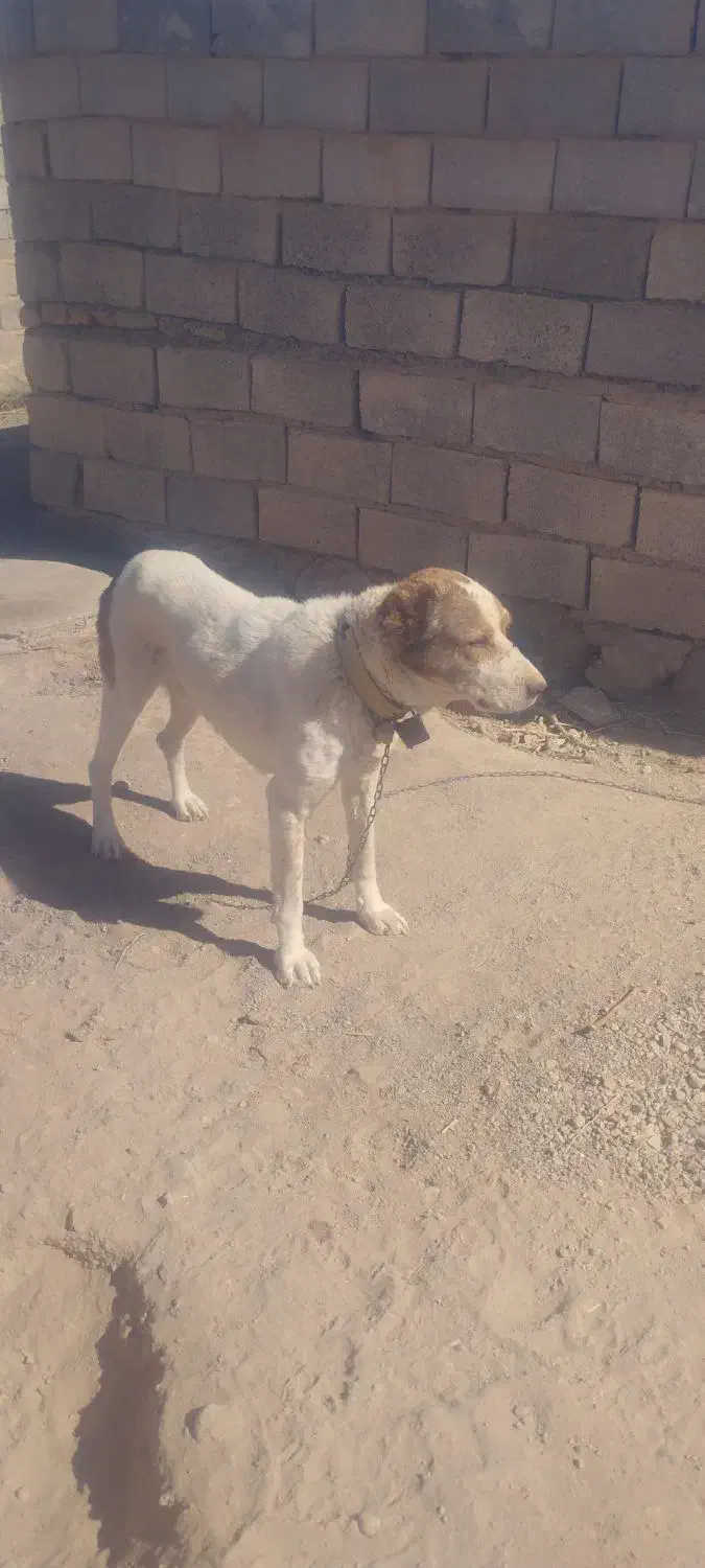 سگ گلگی|سگ|قائن, |دیوار