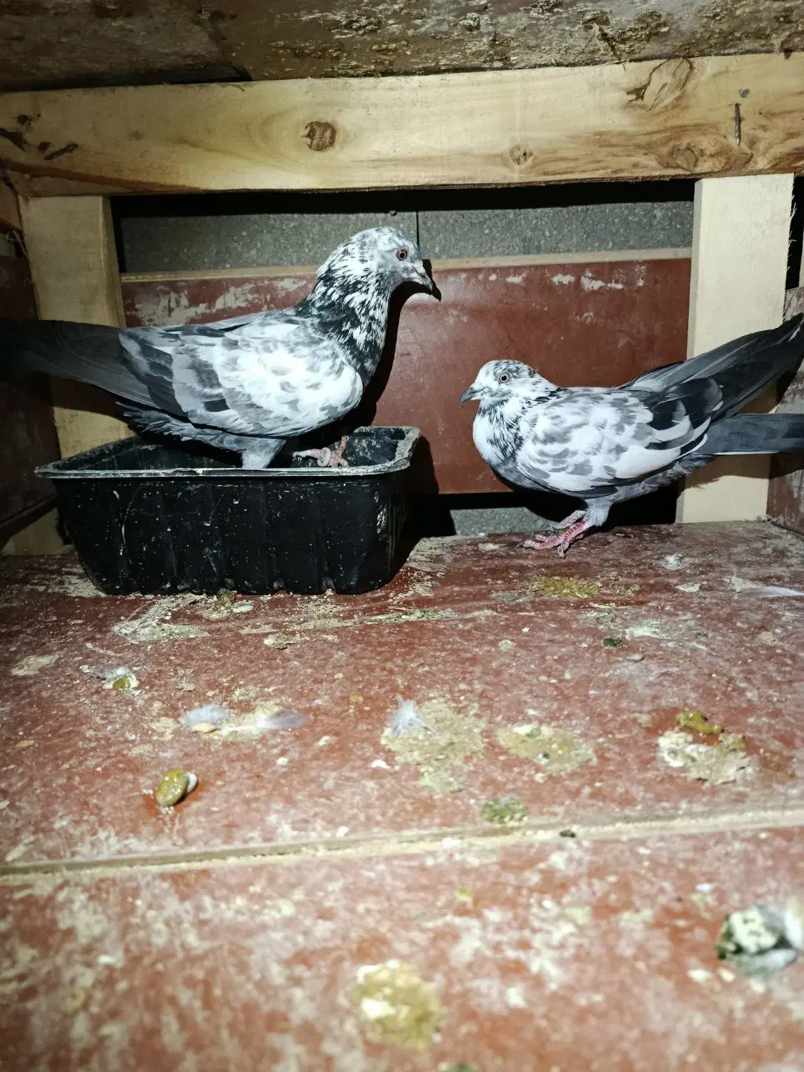 کفتر|پرنده|قشم, |دیوار