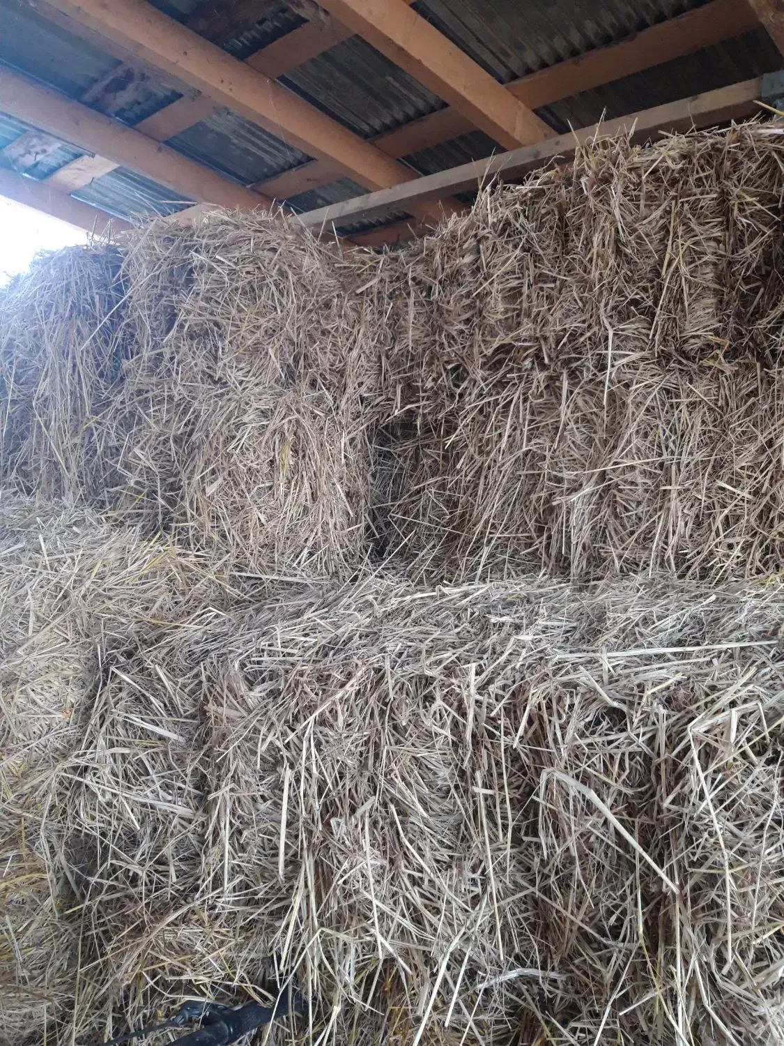 کاه برنج|حیوانات مزرعه|آستانه اشرفیه, |دیوار