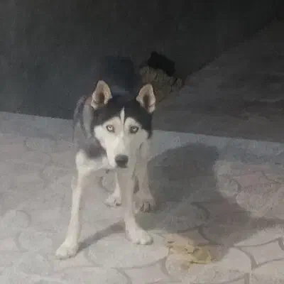 سگ ژرمن هاسکی|سگ|سیرجان, |دیوار