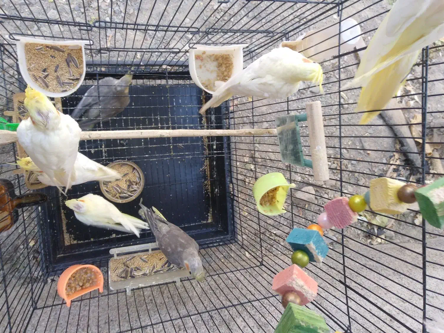 جوجه عروس هلندی|پرنده|مشهد, ویلاشهر|دیوار