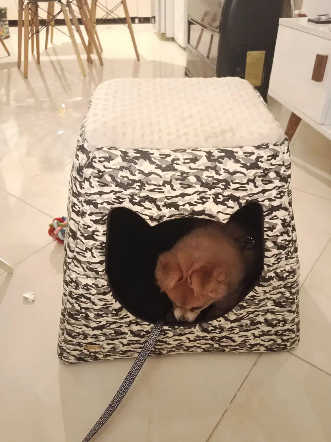 وسایل سگ پت|لوازم جانبی حیوانات|مشهد, نیروی هوایی|دیوار