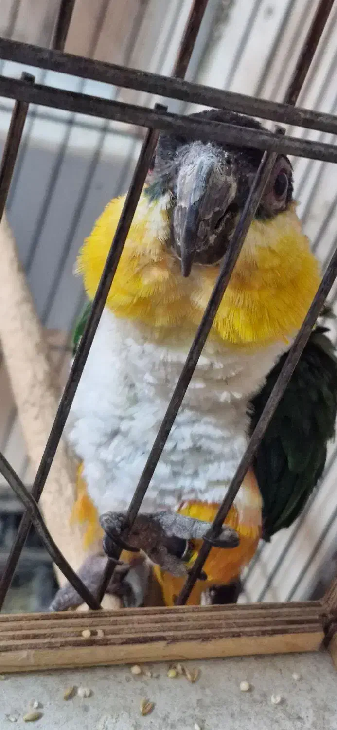 طوطی کایک نر پنج ساله|پرنده|تهران, جیحون|دیوار