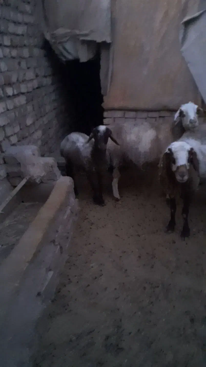 یک جفت میش و بره ماده|حیوانات مزرعه|قائن, |دیوار