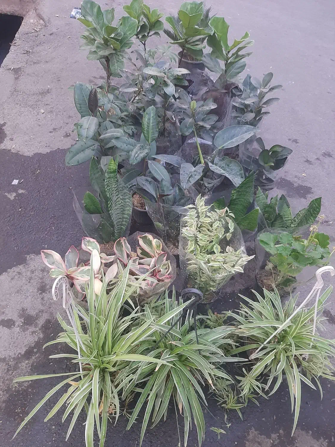 انواع گل آپارتمانی فقط ۱۰۰تومن|گل و گیاه طبیعی|نسیمشهر, |دیوار