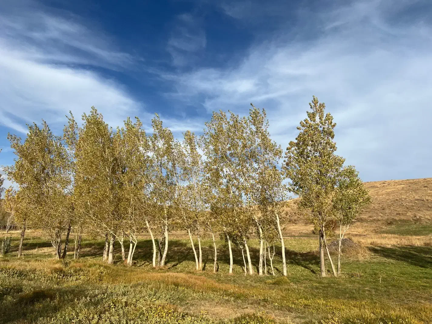 ۱ هکتار زمین ماسه دار|فروش دفتر صنعتی، کشاورزی، تجاری|هیر, |دیوار