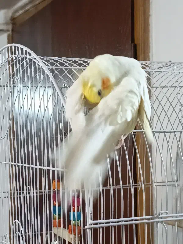 عروس هلندی نر دستی سر حال و شیطون|پرنده|همدان, |دیوار