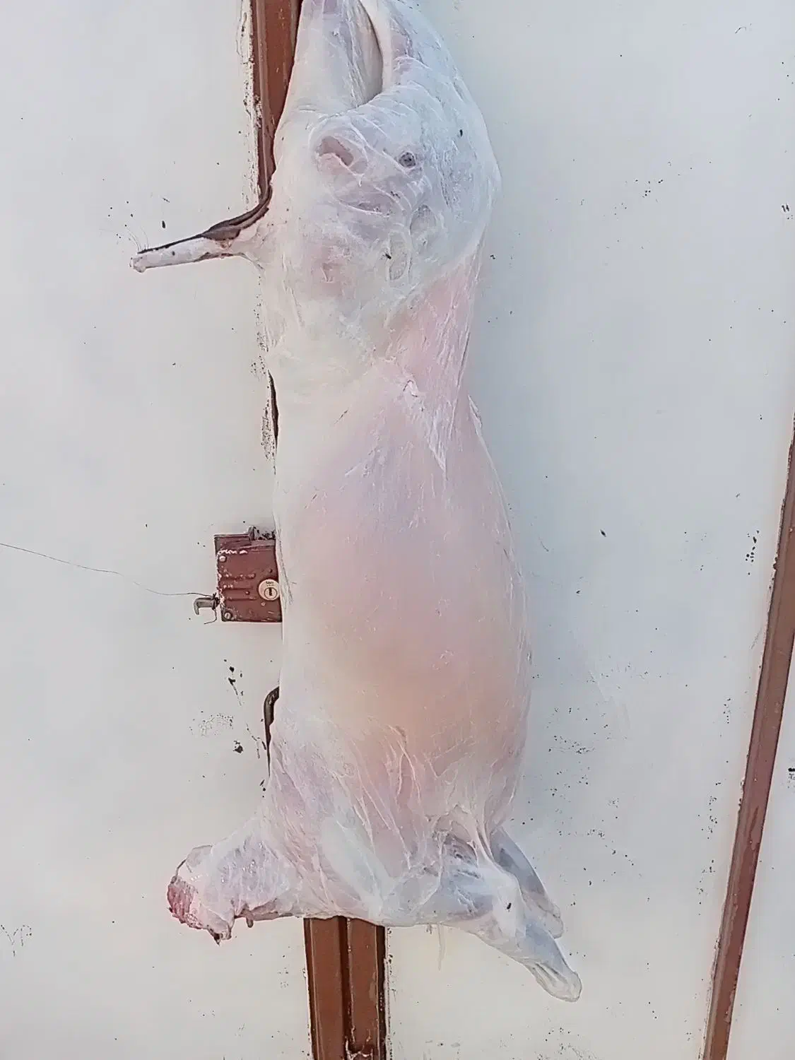 قصاب سیارشبانه روزی|خدمات پذیرایی، مراسم|اندیمشک, |دیوار