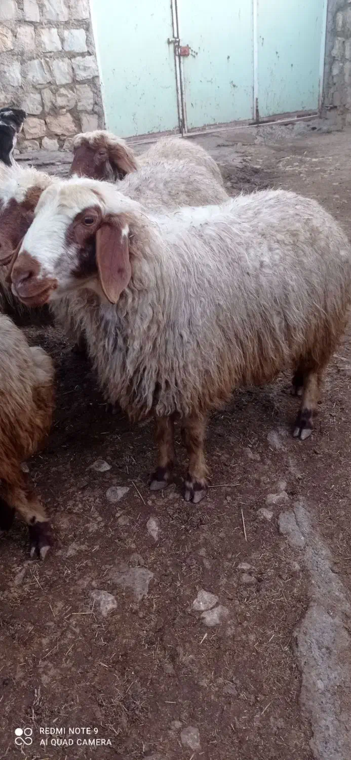 گوسفند داشتی|حیوانات مزرعه|چرداول, |دیوار