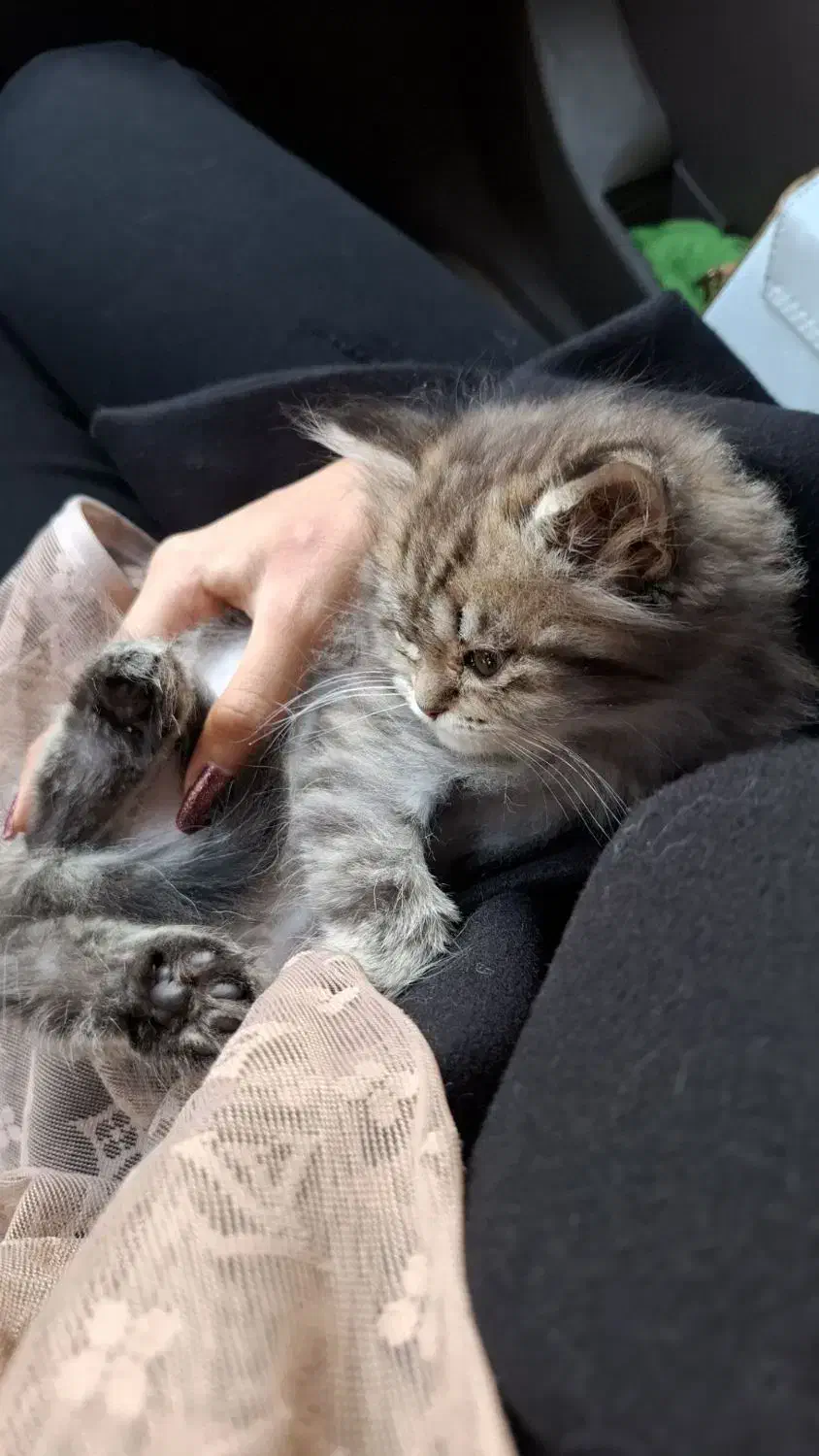 گربه اسکاتیش|گربه|آبادان, |دیوار