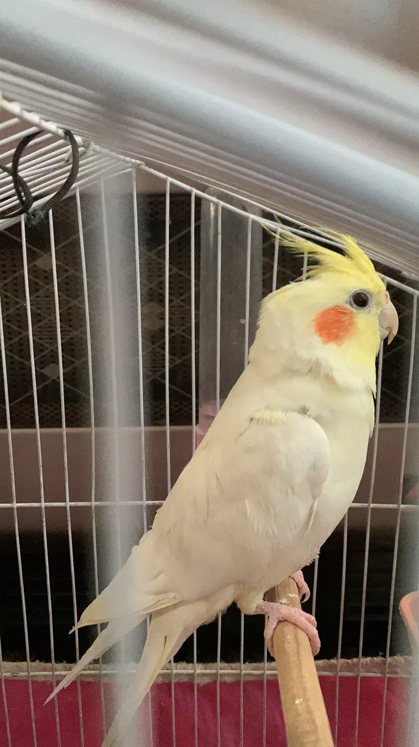 عروس هلندی گم شده|حیوانات|کرمان, |دیوار