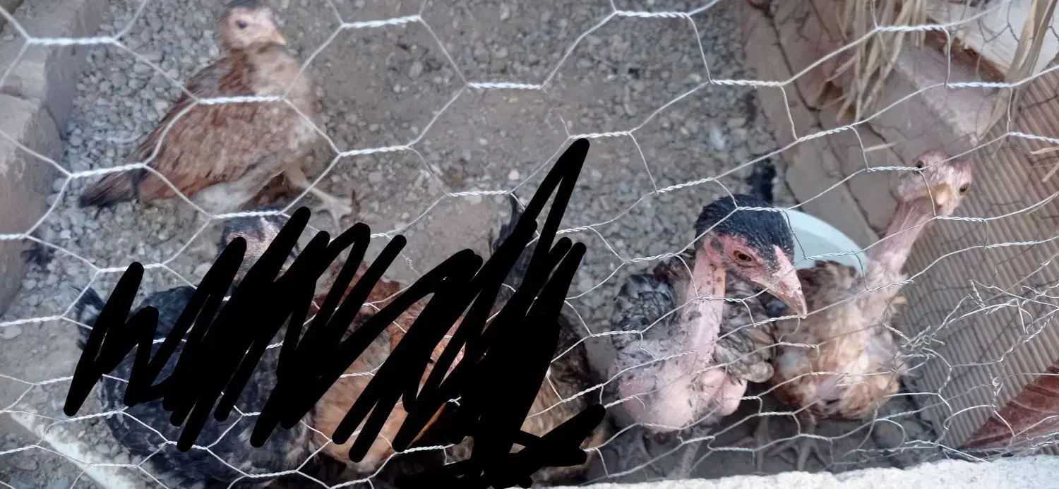 جوجه مرغ نصل دار|حیوانات مزرعه|خاش, |دیوار