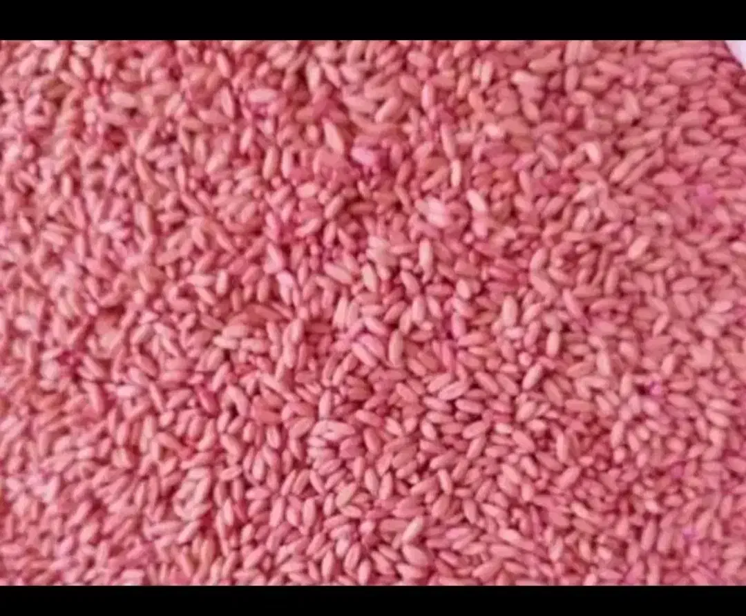 بذر خدماتی گندم|خدمات باغبانی و درختکاری|کهنوج, |دیوار