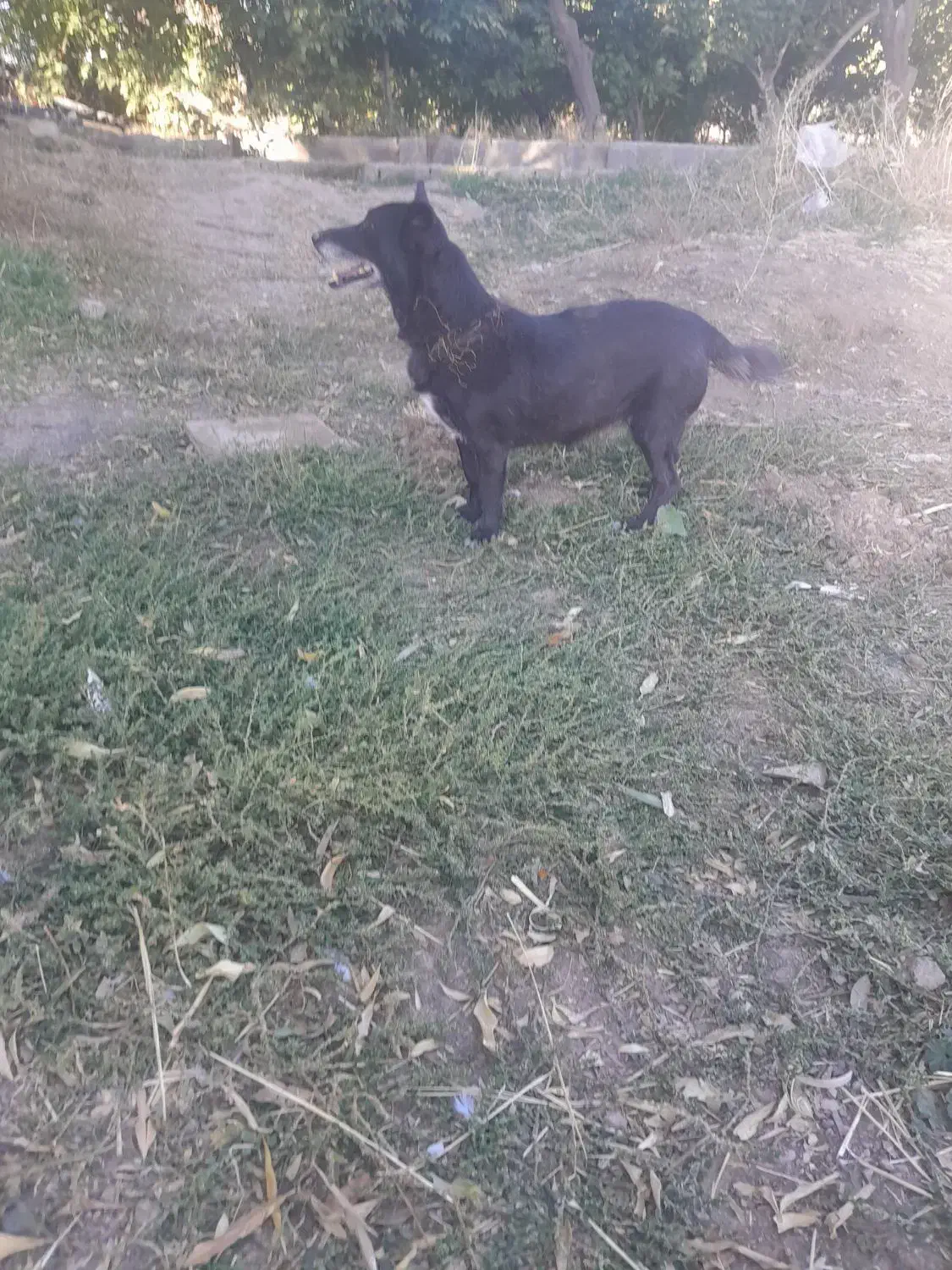 سلام واگذاری دهان پاک ب شرط|سگ|رزن, |دیوار