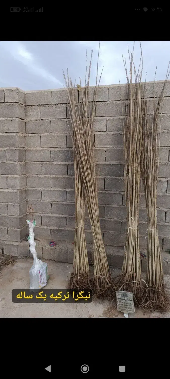 پسته پیوندی / صنوبر / انگور ایرانی|خدمات باغبانی و درختکاری|رشت, پیرکلاچای|دیوار