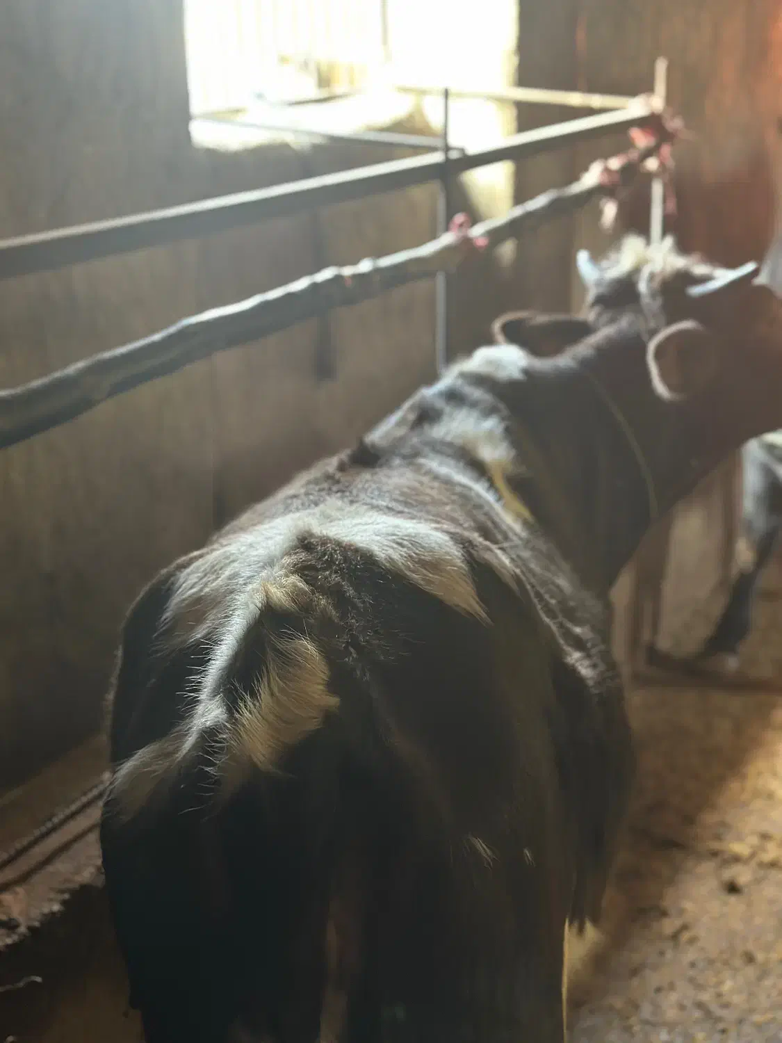 فروش گاو و گوساله وتلیسه|حیوانات مزرعه|چمستان, |دیوار