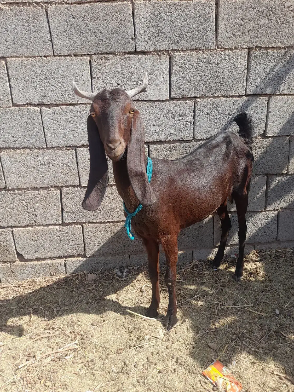 یک عددبز|حیوانات مزرعه|بردسکن, |دیوار