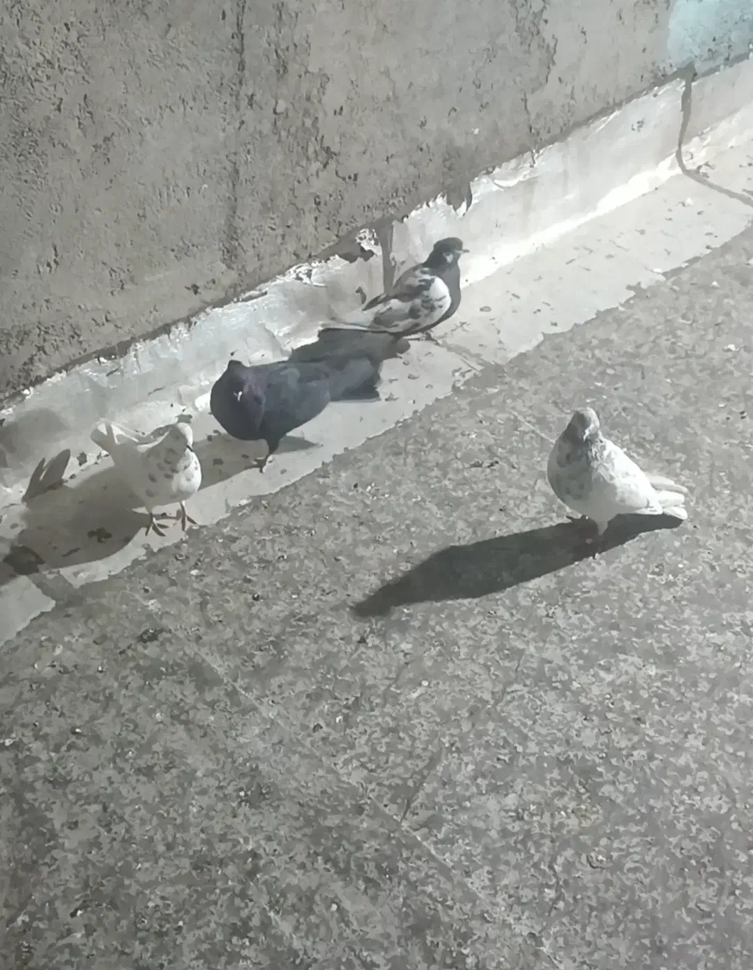 کفتر شهرستان|حراج|بروجرد, |دیوار