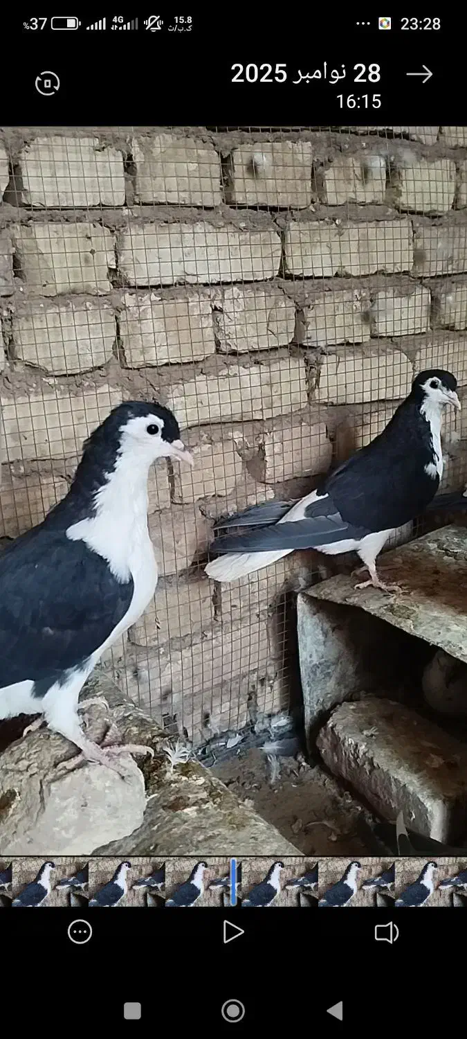 چندعددساده افشونی گل سرخ نرماده|پرنده|بردسکن, |دیوار