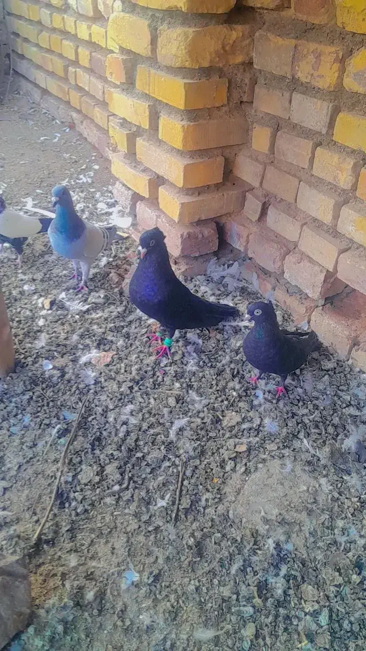 کفتر|پرنده|رفسنجان, |دیوار