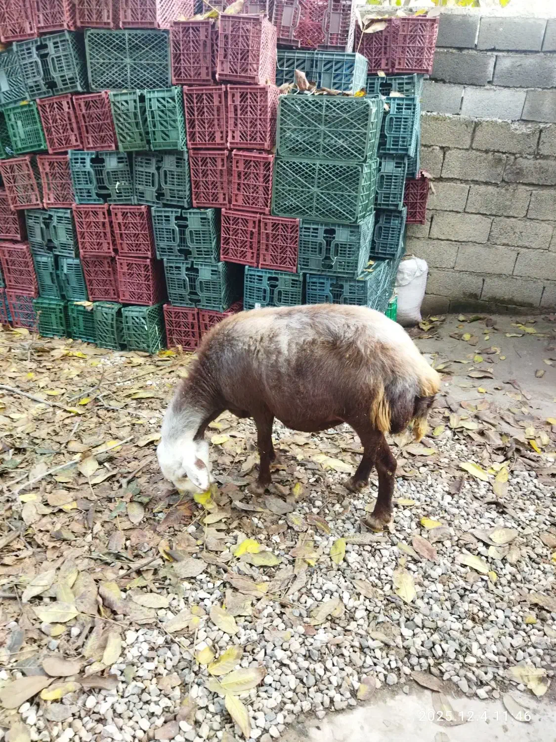 گوسفند ابست|حیوانات مزرعه|آزادشهر, |دیوار