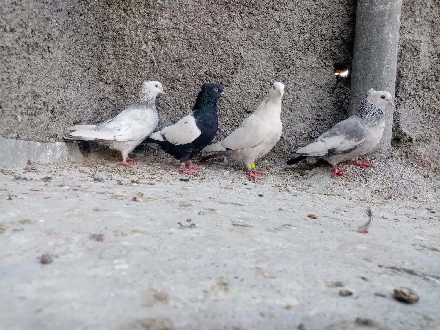 کفتر 3تا ماده سینه ی دمب سوسنی خوب|پرنده|شیراز, شهدای شهرک سعدی|دیوار