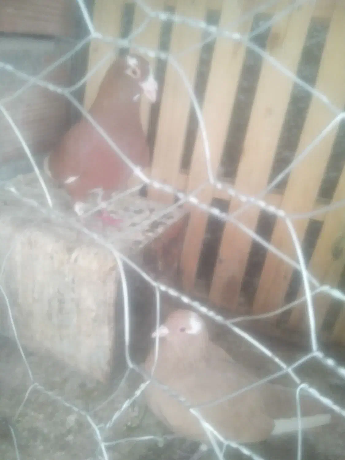 پرنده|پرنده|یزدان شهر, |دیوار