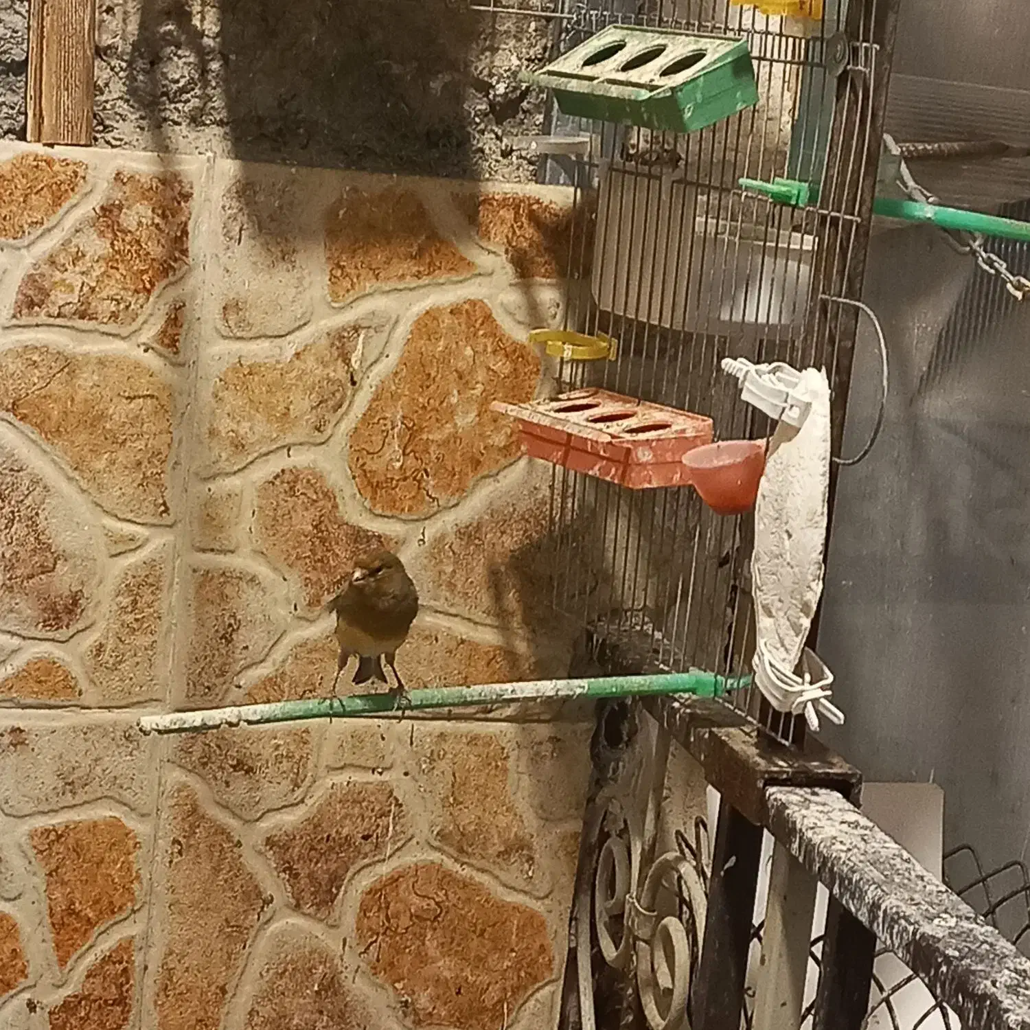 قناری|پرنده|چهاردانگه (تهران), |دیوار