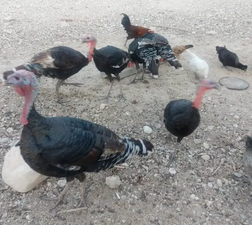 سه بوقلمون نر و سه بوقلمون ماده(گوشتی)|حیوانات مزرعه|شنبه و طسوج, |دیوار