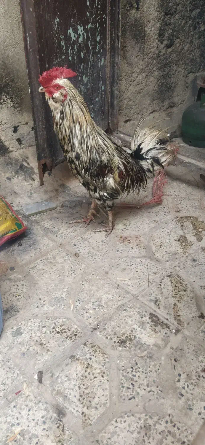 خروس گلین|حیوانات مزرعه|محمدیه-قزوین, |دیوار