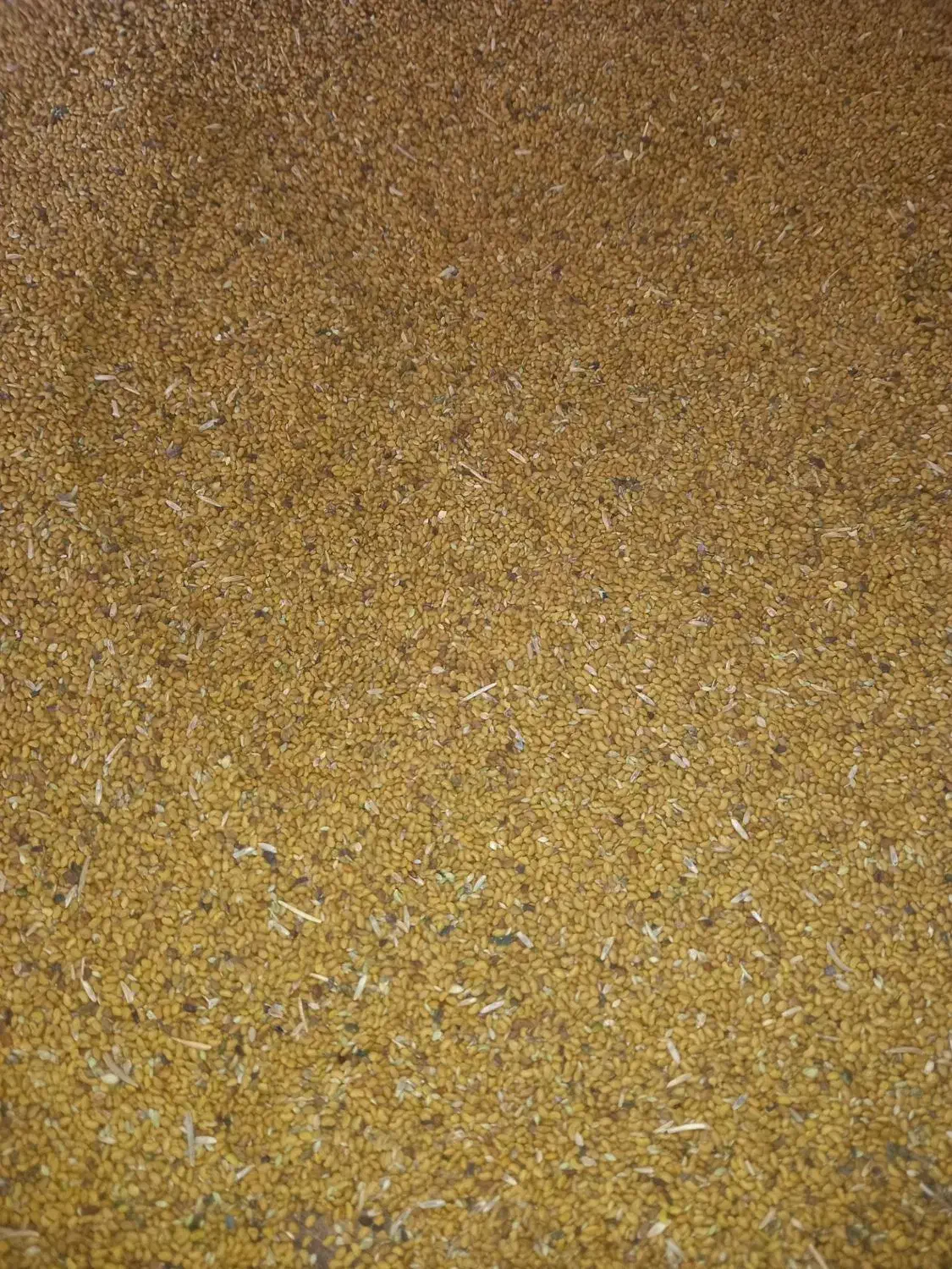 بذر یونجه|خدمات باغبانی و درختکاری|ملایر, |دیوار