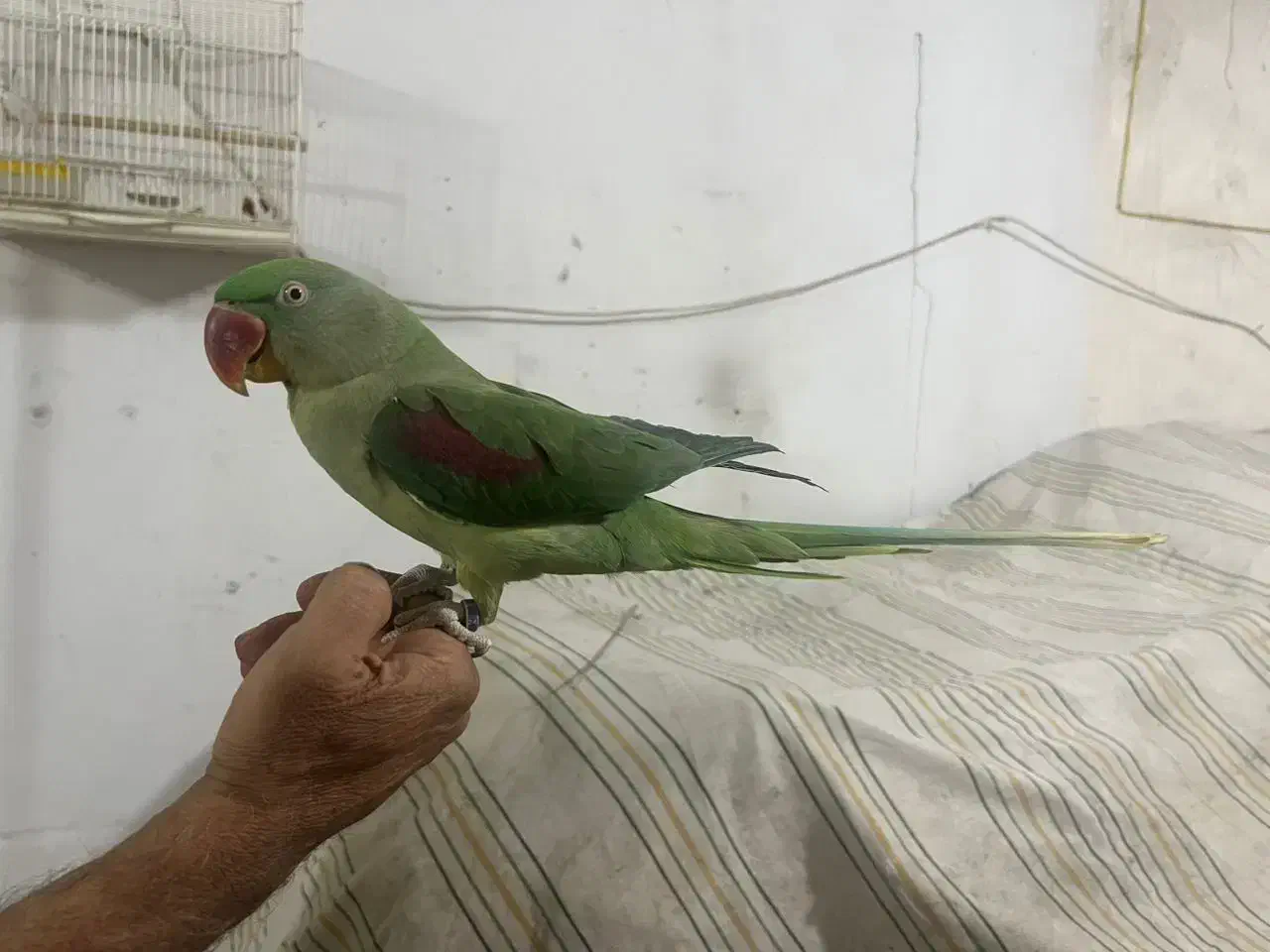 شاه طوطی|پرنده|جهرم, |دیوار