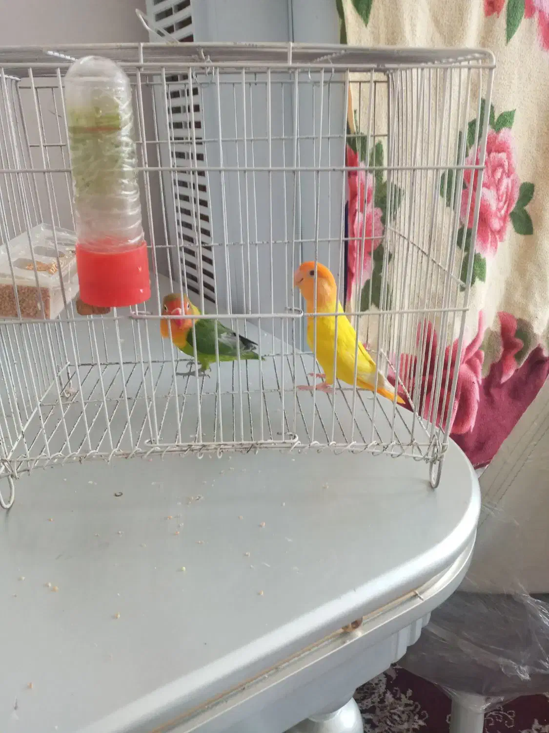 فروش طوطی برزیلی|پرنده|کشکسرای, |دیوار