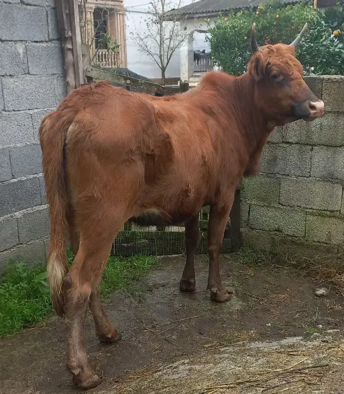 لیشه ۷ماه آبستن ( گاو گوساله تلیسه ورزا کوله )|حیوانات مزرعه|تالش, هشتپر|دیوار