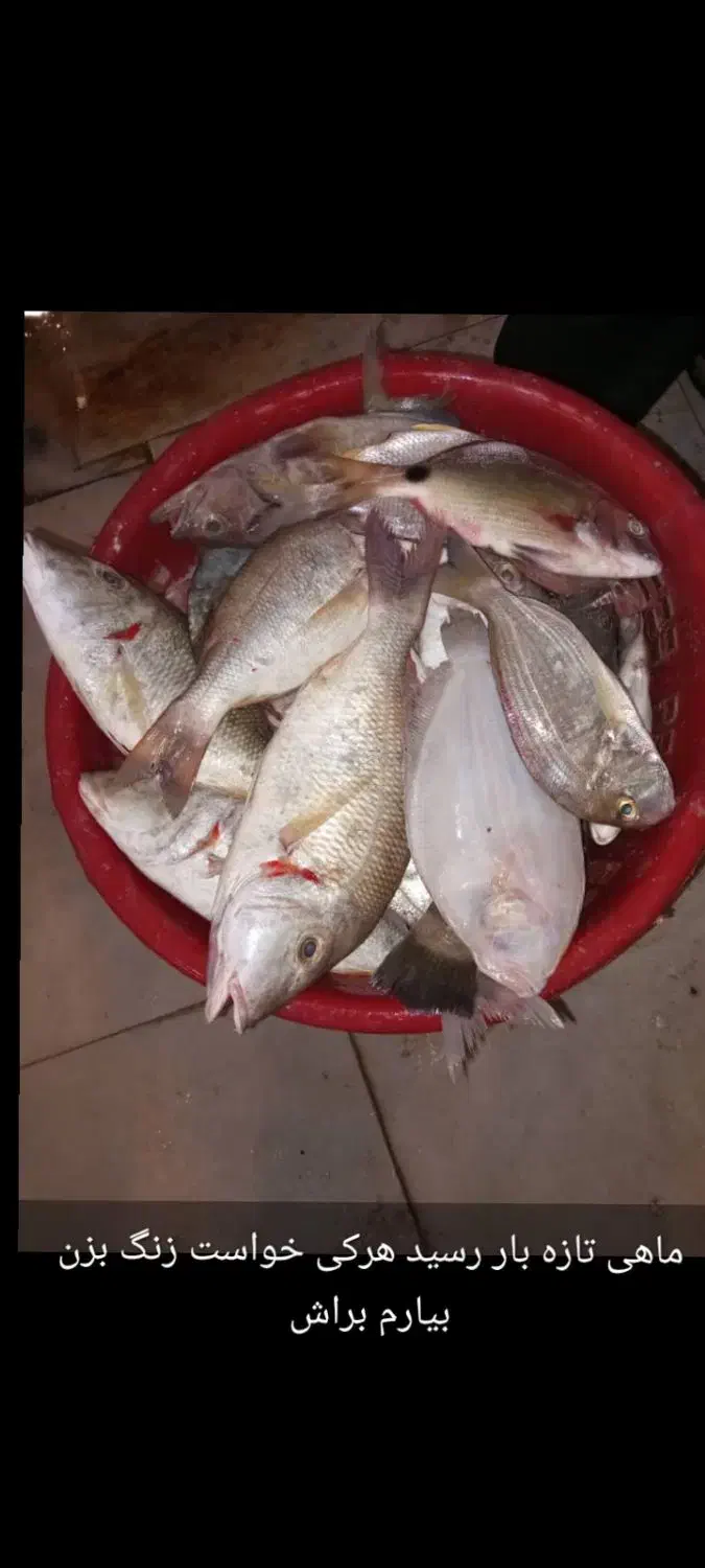 ماهی فروشی|ماهی|هندیجان, |دیوار