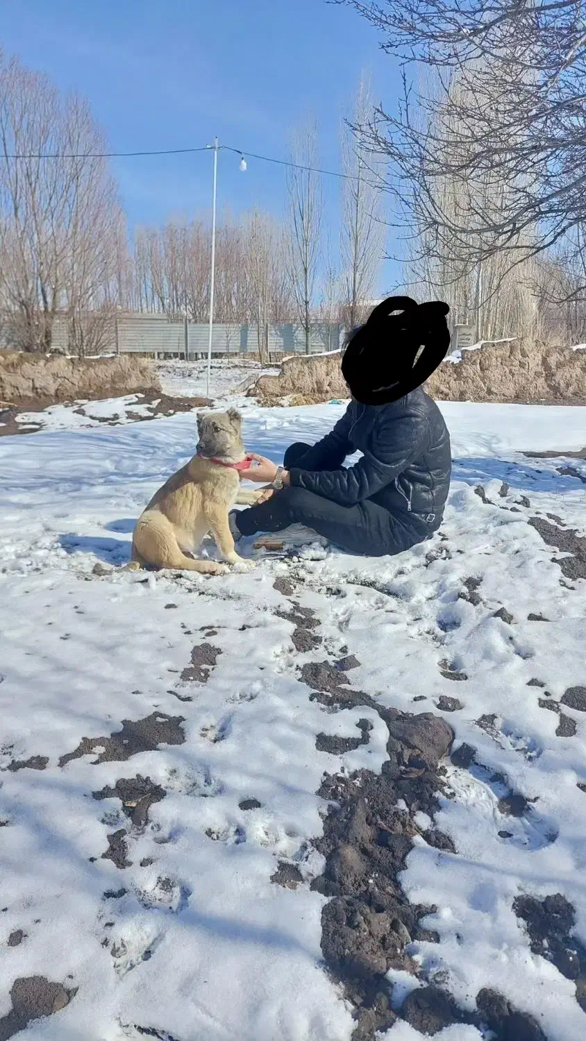 توله نر سرابی|سگ|سراب, |دیوار