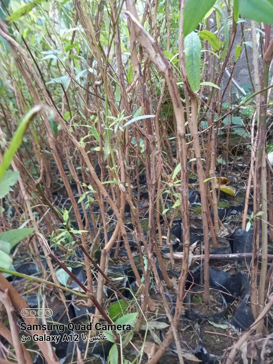 نهال اکالیپتوس ۲ ساله و ۱ ساله|خدمات باغبانی و درختکاری|علی‌آباد کتول, |دیوار