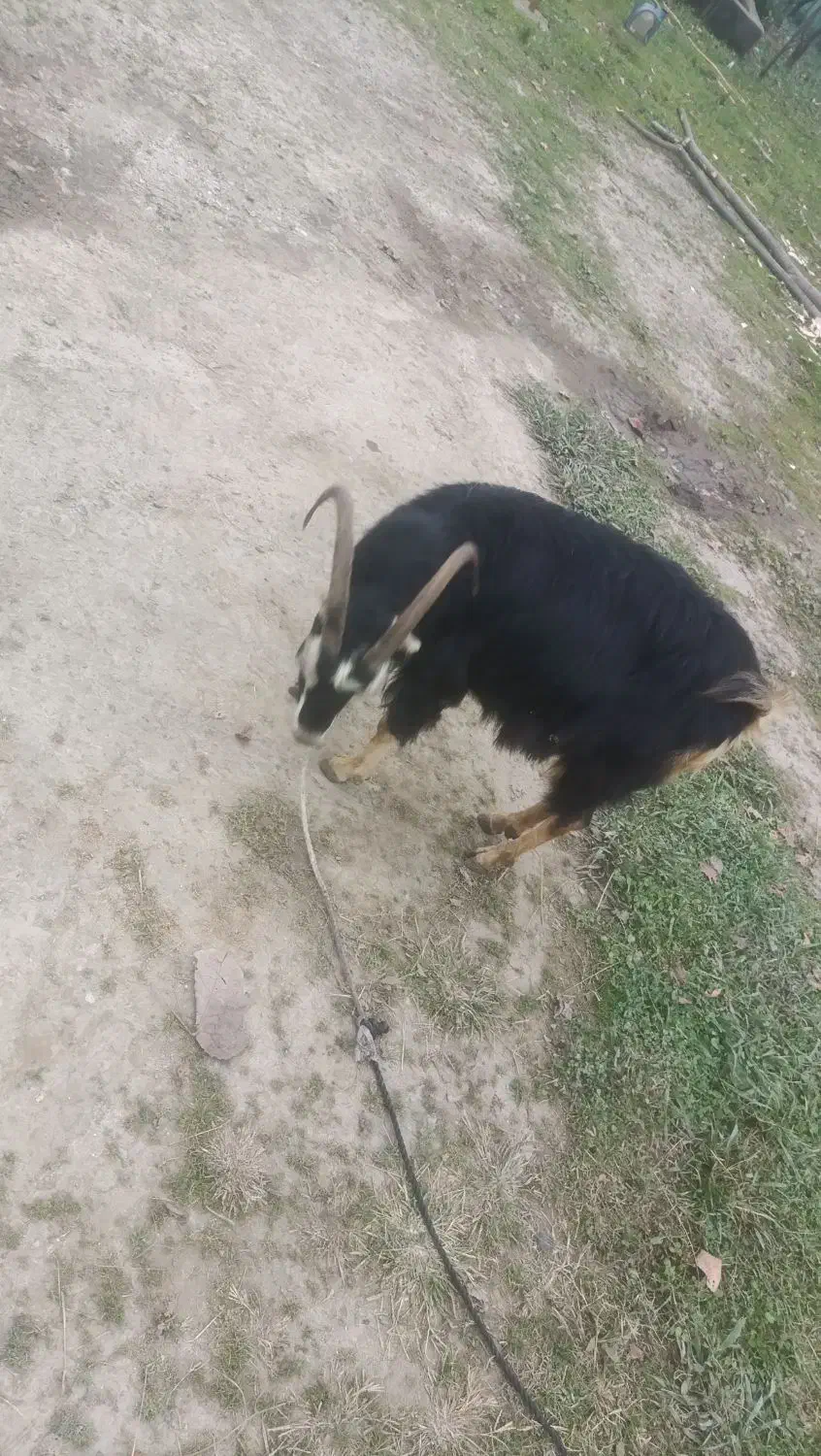 بز ماده|حیوانات مزرعه|رضوانشهر, |دیوار