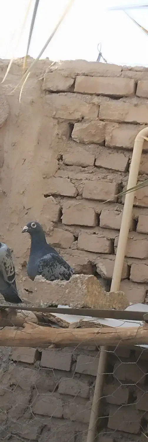 پلاکی|پرنده|طبس, |دیوار