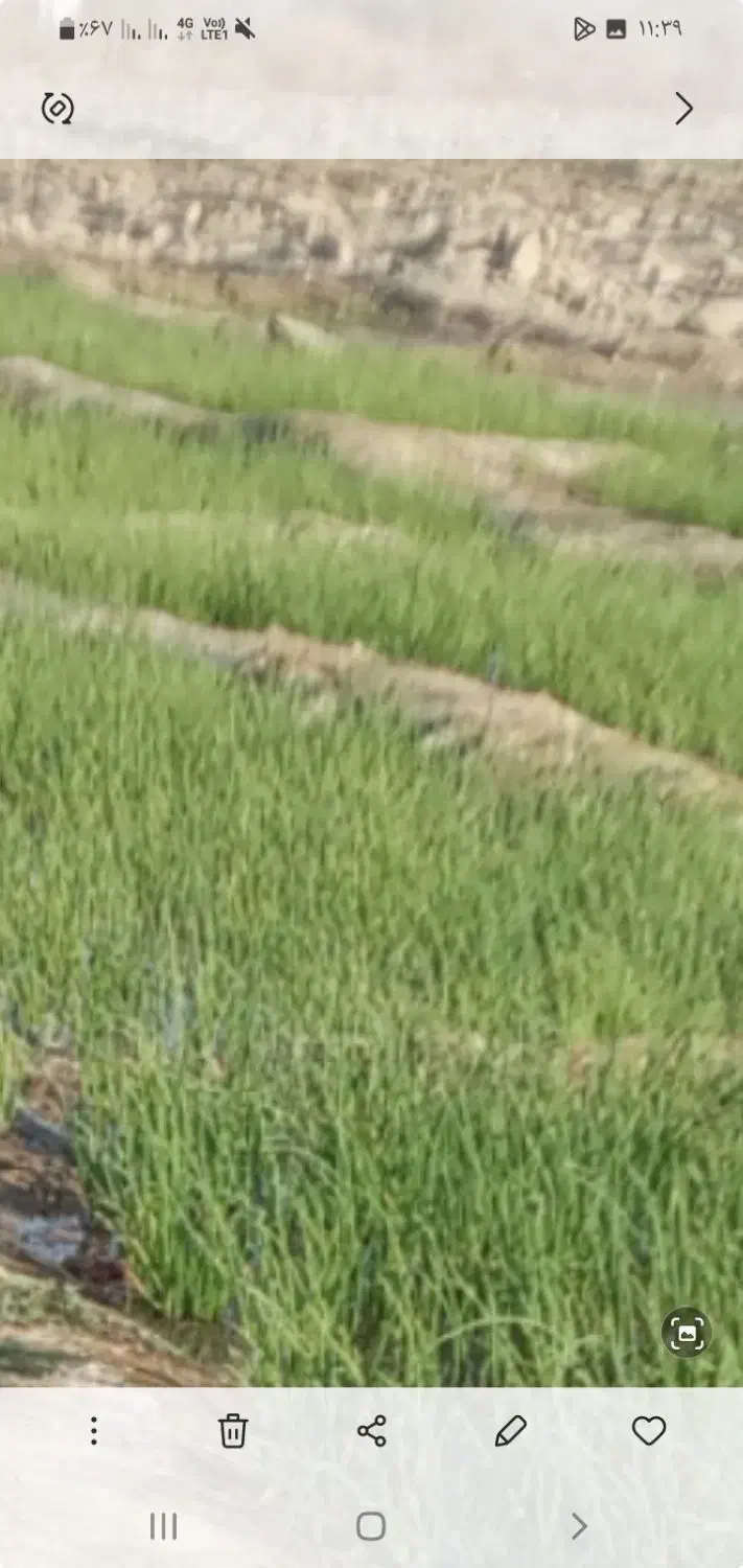 نشاپیاز|گل و گیاه طبیعی|میناب, |دیوار