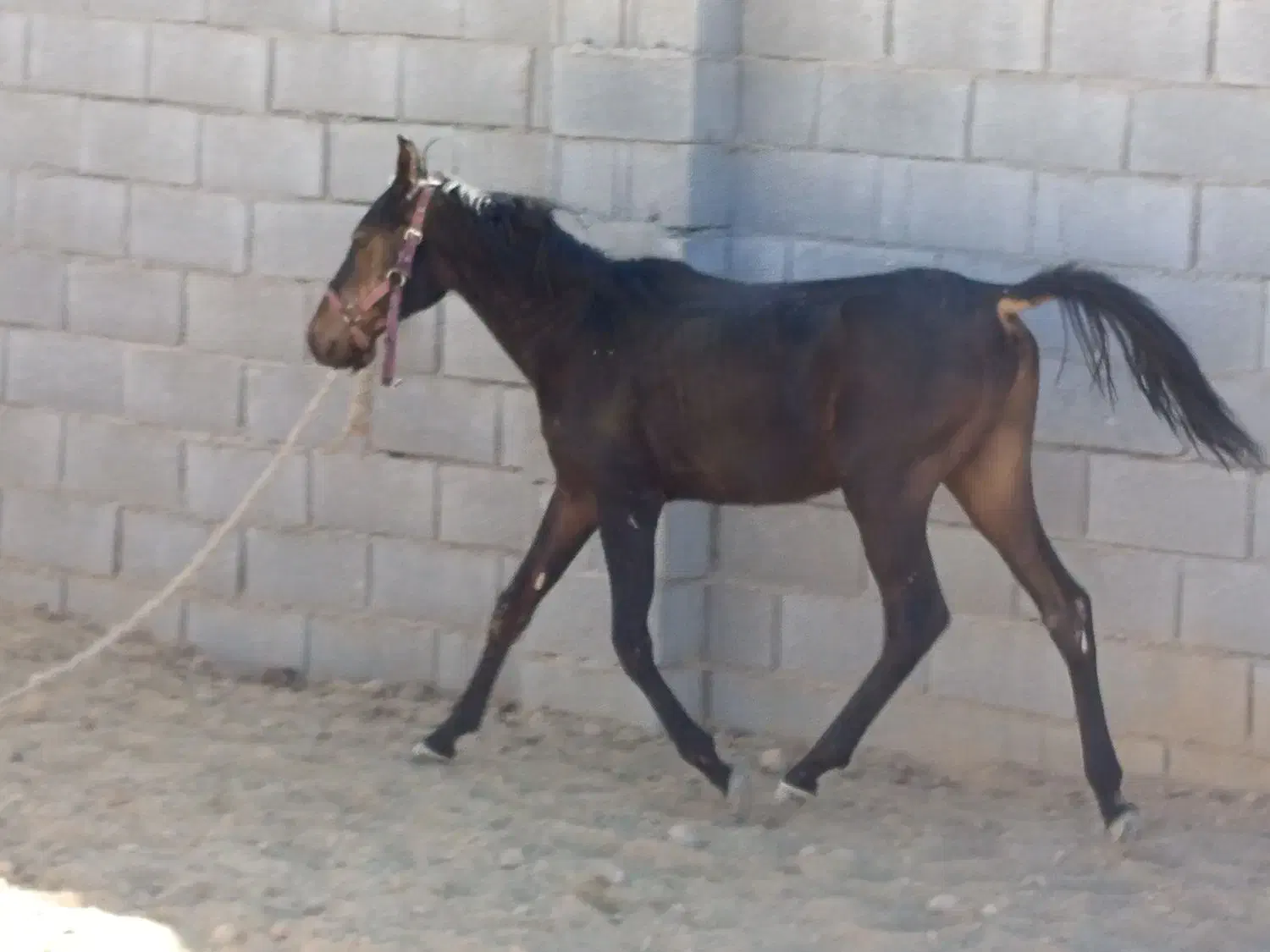 اسب دره شو|اسب و تجهیزات اسبسواری|شهرضا, |دیوار