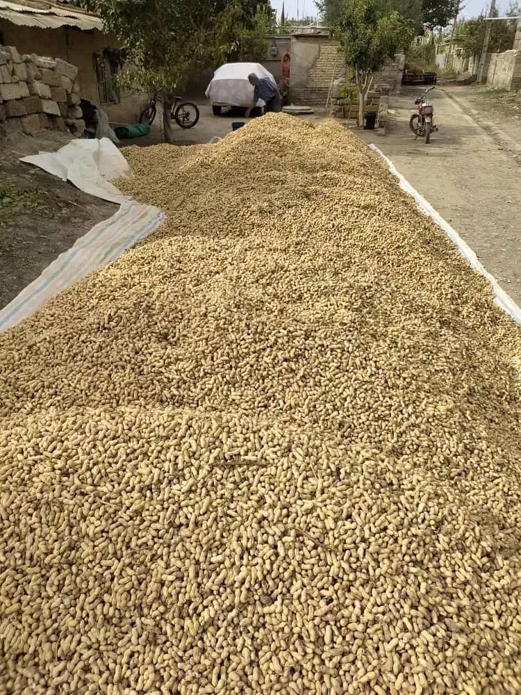 استخدام نگهبان شب با ضامن معتبر|استخدام سرایداری و نظافت|آستانه اشرفیه, |دیوار