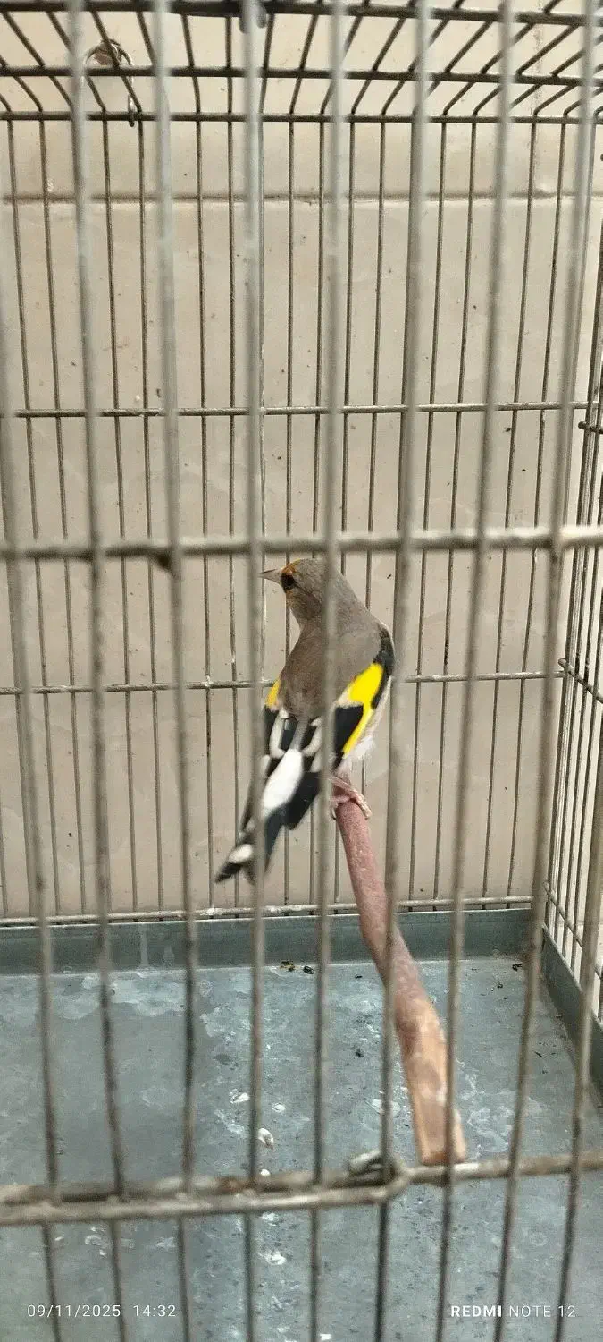 سهره داغسر رسمی دورگ کرمانی|پرنده|ری, شهید غیوری (ابن باویه)|دیوار