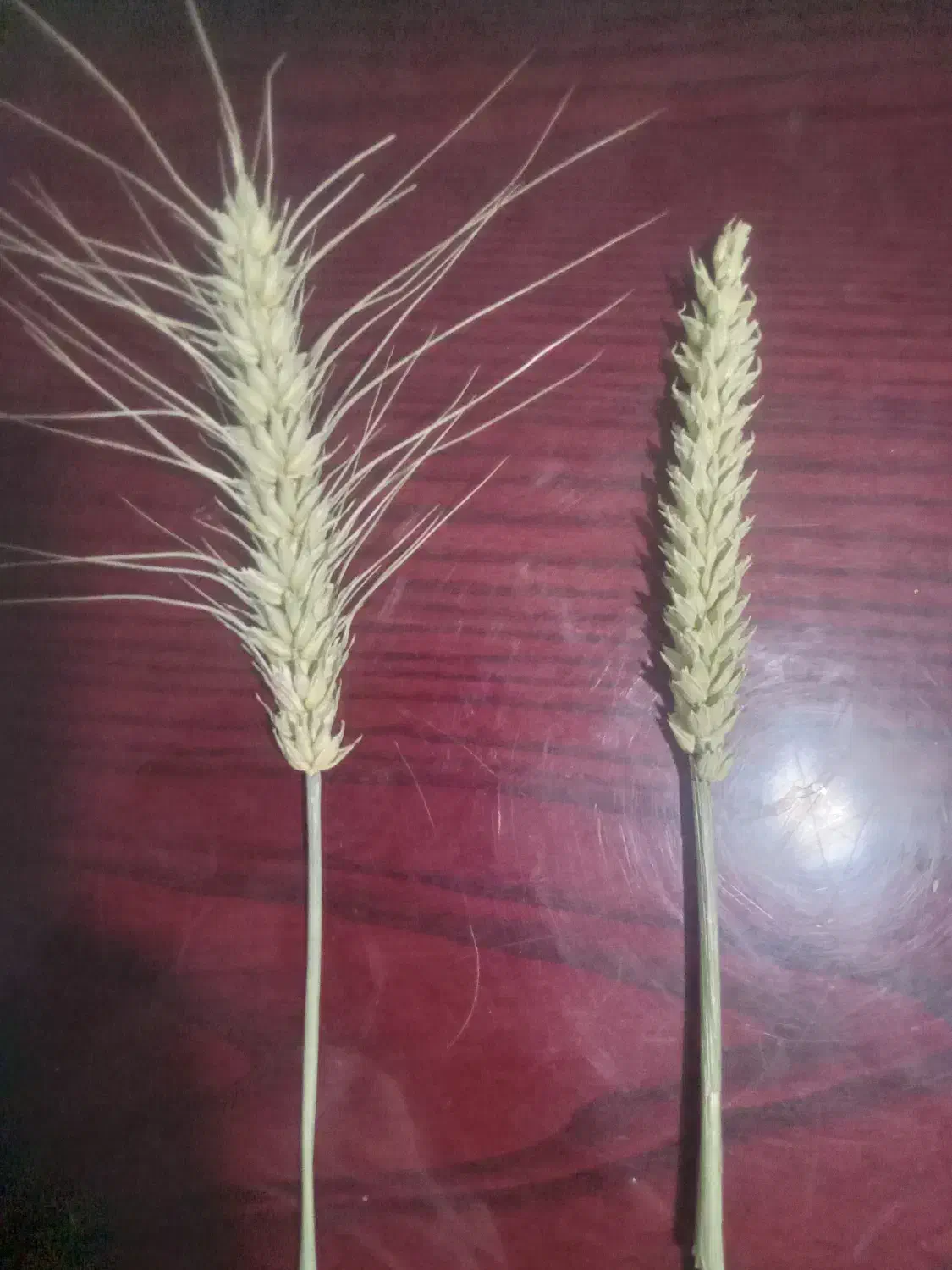 بذر گندم فرانسوی|خدمات باغبانی و درختکاری|ماکو, |دیوار