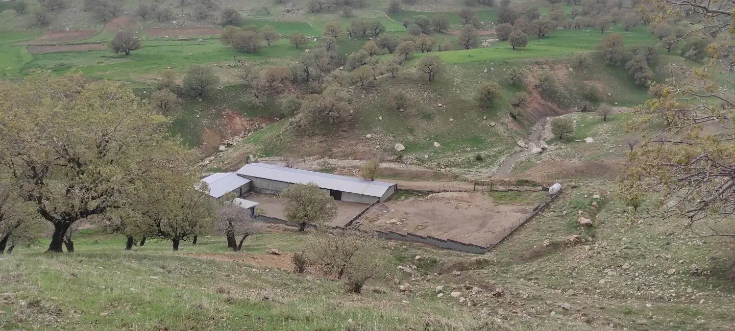 فروش واحد دامداری صنعتی ۵۰۰ راسی بره|فروش دفتر صنعتی، کشاورزی، تجاری|چوار, |دیوار