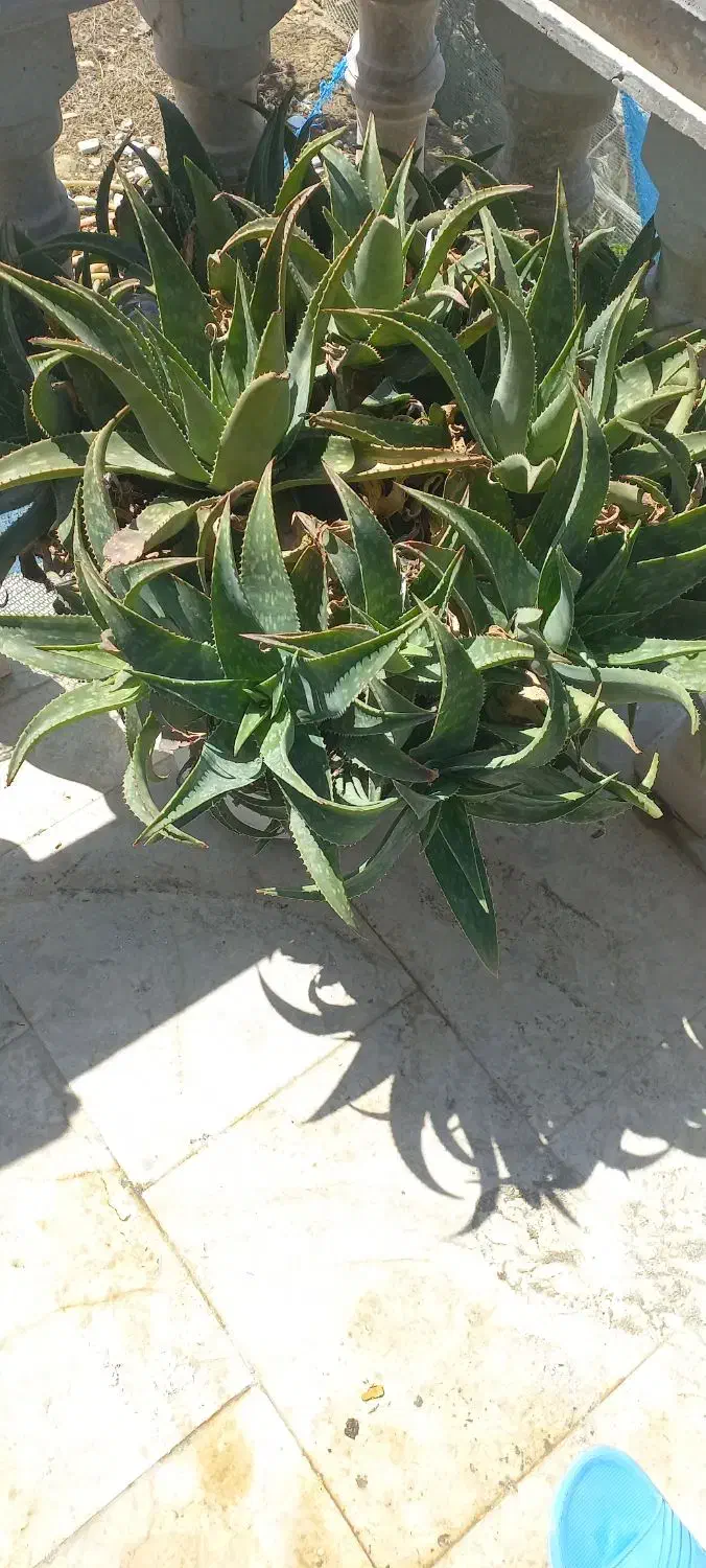 فروش گل آلوورا|گل و گیاه طبیعی|ماسال, |دیوار