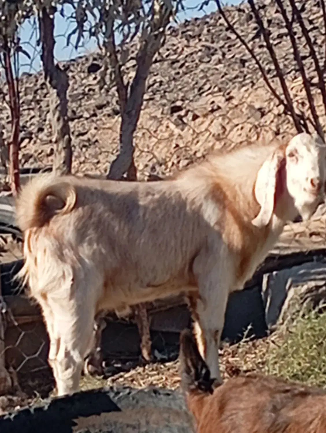 دوبزغاله نر مناسب فروشی|حیوانات مزرعه|فردوس (خراسان), |دیوار