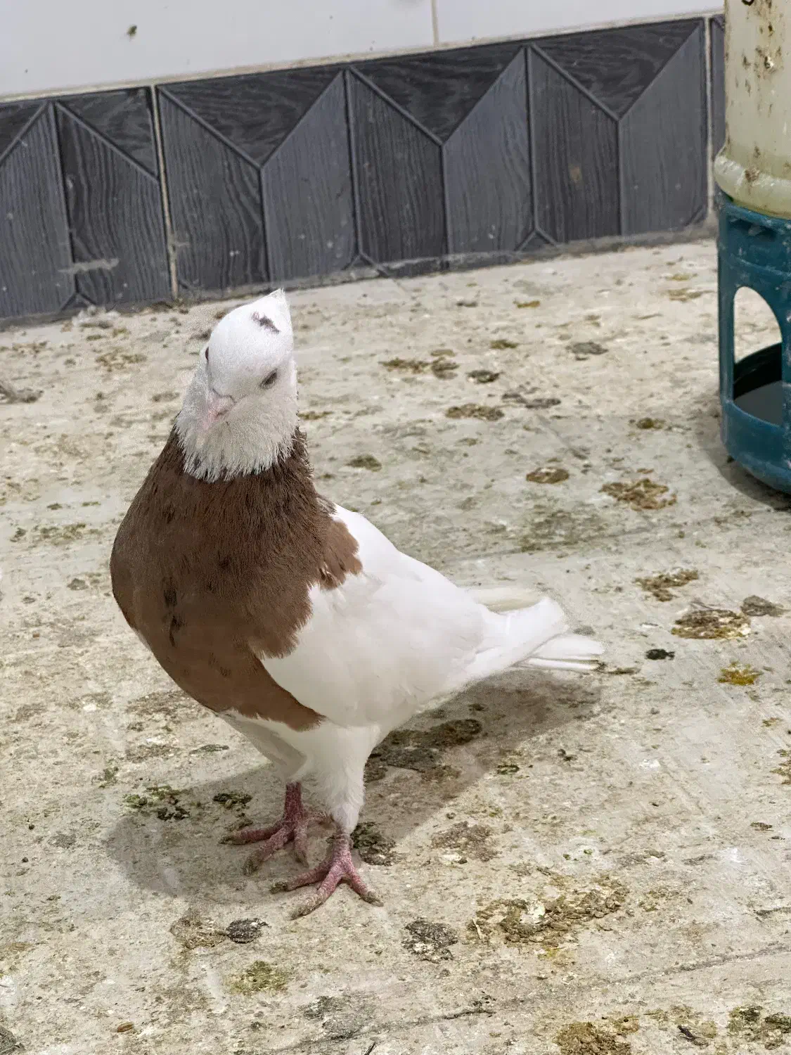 کبوتر طوقی|پرنده|دهدشت, |دیوار