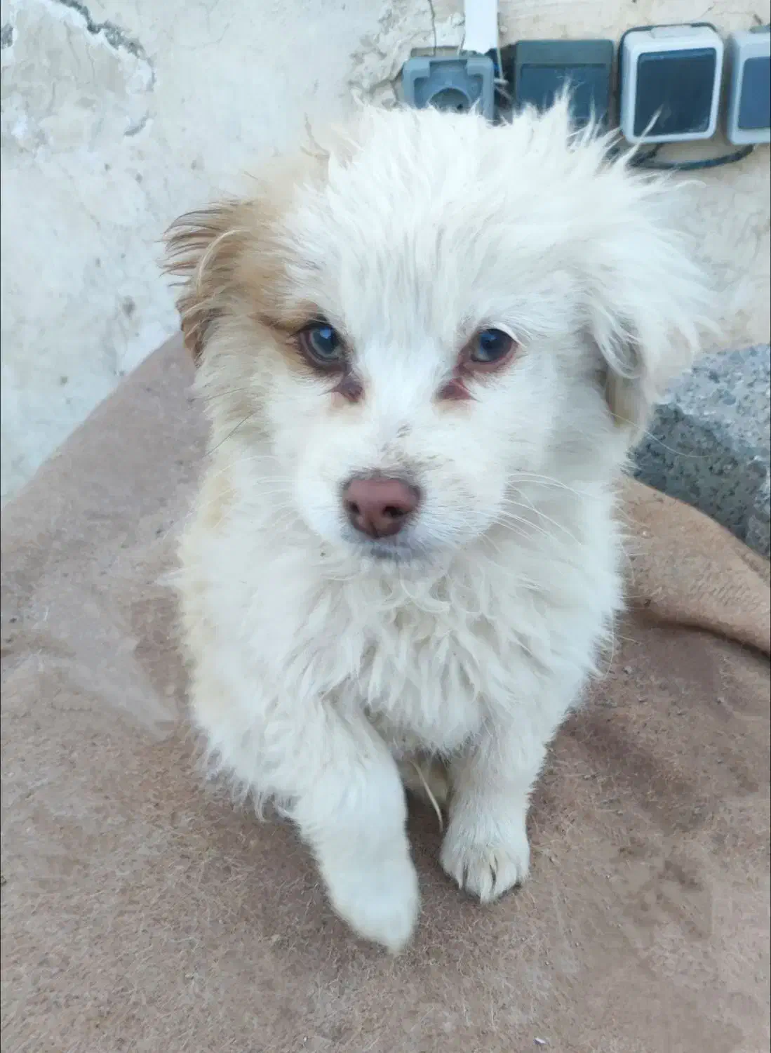 توله سگ اشپیتز|سگ|مشهد, صیاد شیرازی|دیوار