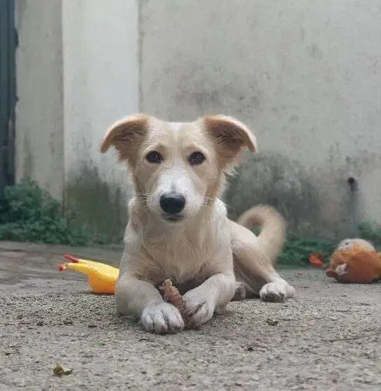 واگذاری رایگان سگ|سگ|آمل, |دیوار